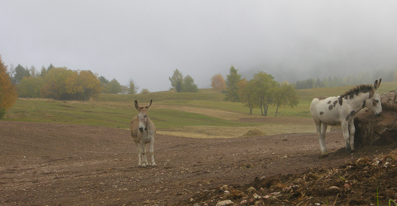 Scatti alle Viote del Bondone.